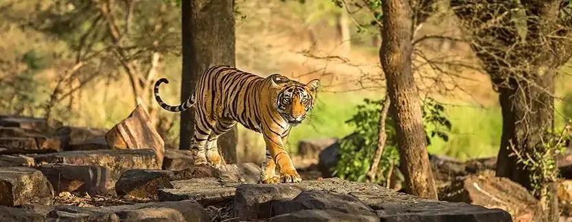 Golden Triangle Tour with Ranthambore